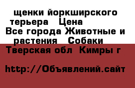 щенки йоркширского терьера › Цена ­ 20 000 - Все города Животные и растения » Собаки   . Тверская обл.,Кимры г.
